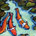 koi