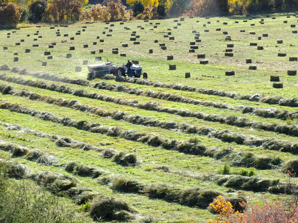 hay